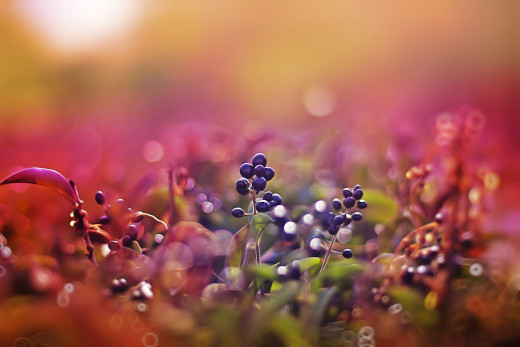 1102584 (a): :3888x2592